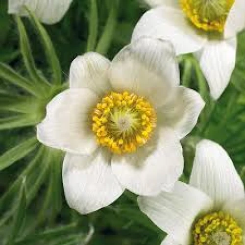 Pulsatilla white 